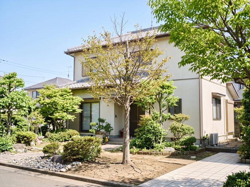 治療前のケヤキ。葉が少なく、根元の土が固い