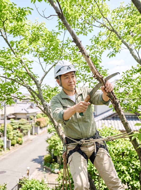 ロープで木に登り、枯れ枝を切る樹木医