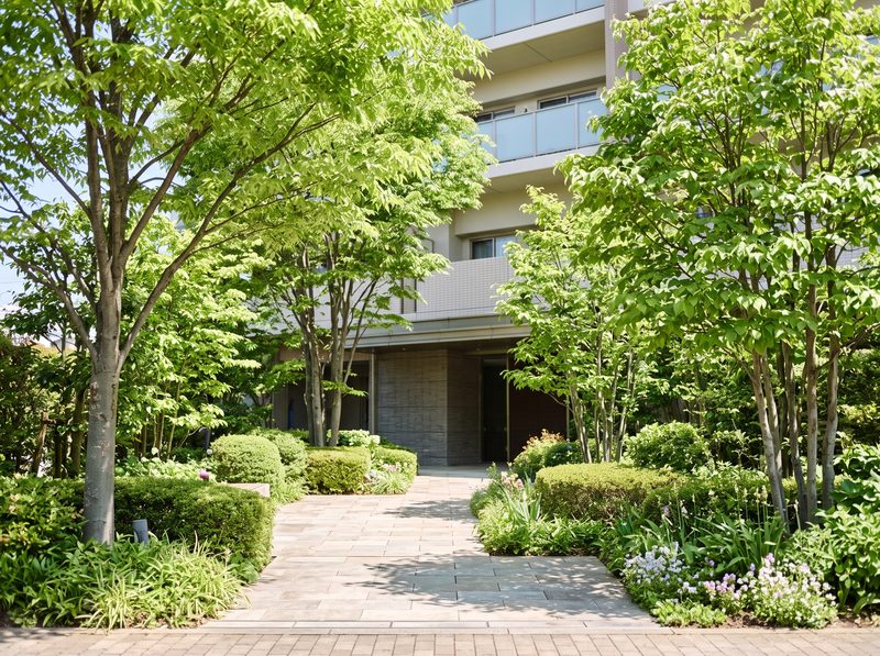 マンションの入口の植栽。ケヤキと低木の植え込み
