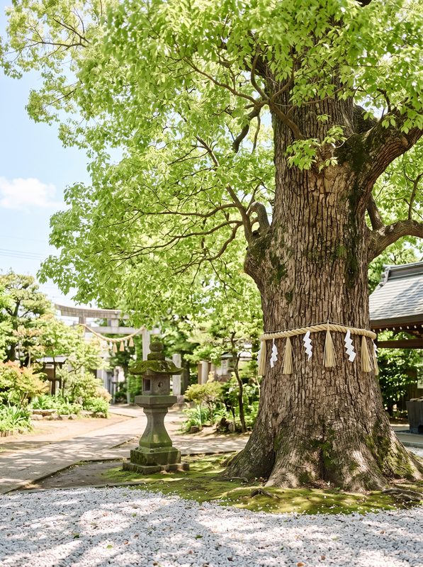 神社の境内に立つ、しめ縄を巻いたクスノキの大木